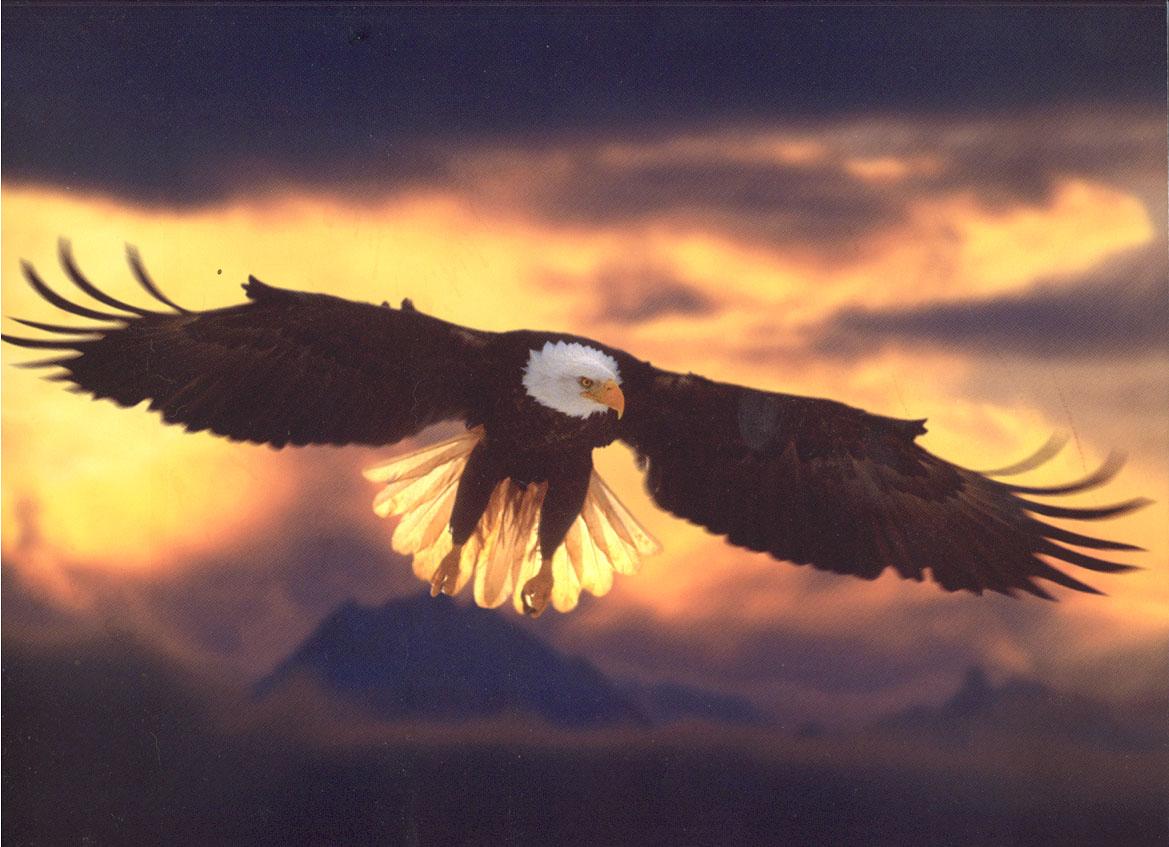 [Eagles+wings.jpg]