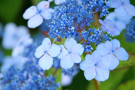 [blueflowers.jpg]