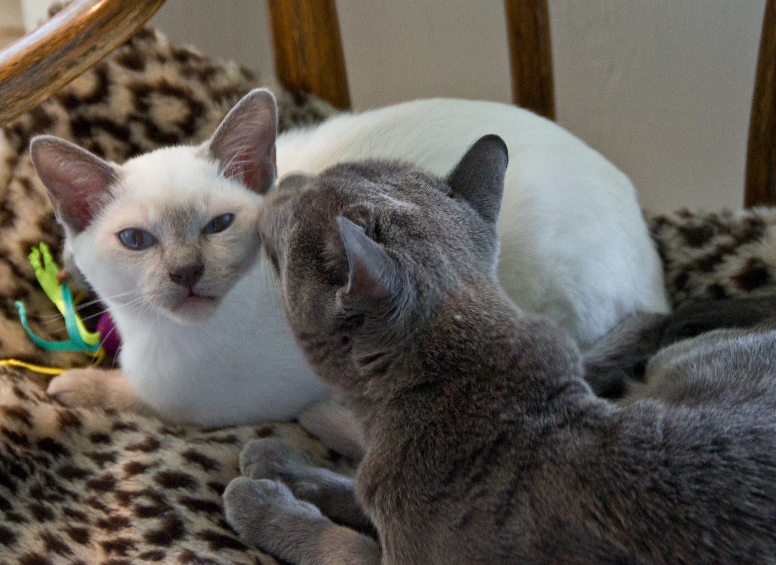 [Cats+grooming.jpg]