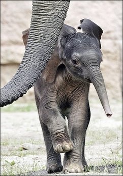[baby+elephant+walk.jpg]