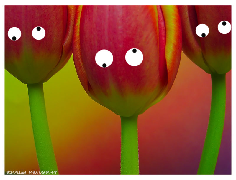 [Tulips_by_RichAllen.jpg]