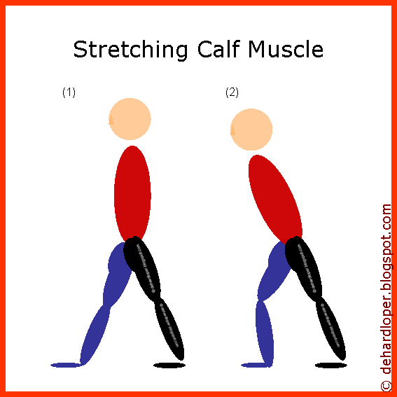 [calf+muscle.gif]