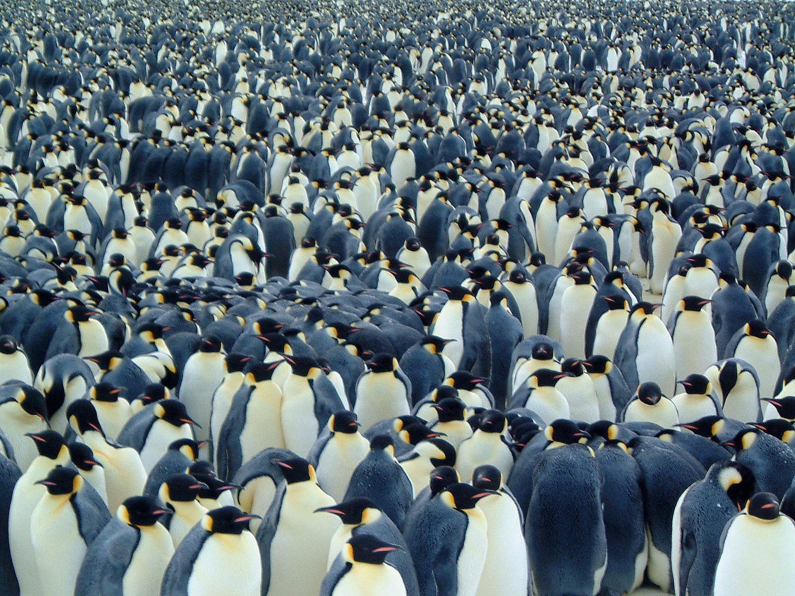 [penguins_wallpaper.jpg]