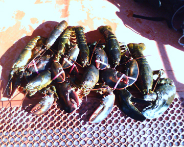 [lobsters2.jpg]