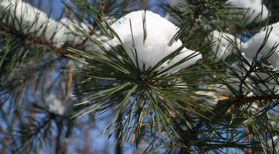 [2007+1206+pine+star+snow+2.jpg]