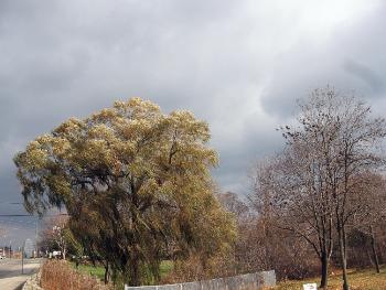 [snapshot_willow_tree_rhododenron_park_mississauga.jpg]