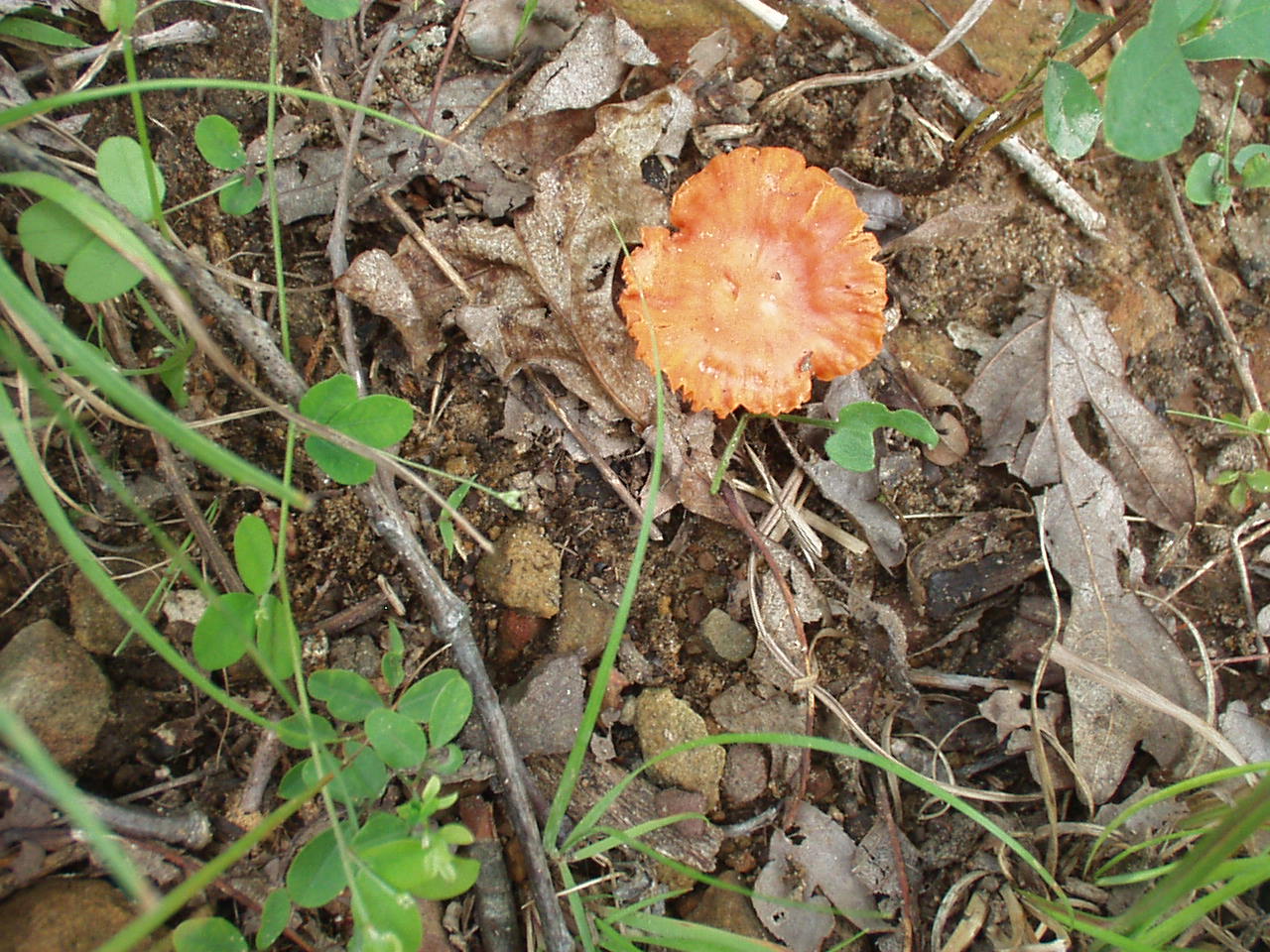 [mushroom+6.JPG]