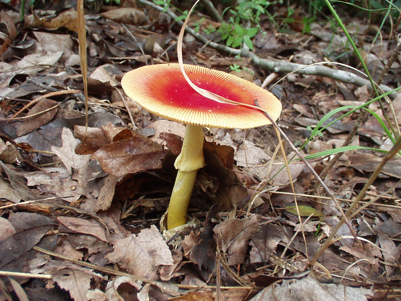[mushroom15.JPG]