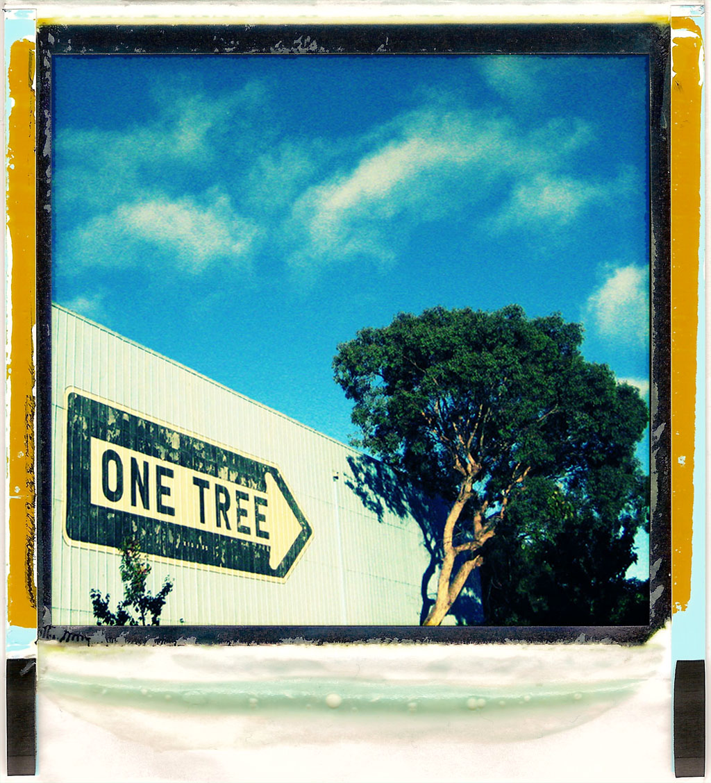 [one+tree+border.jpg]