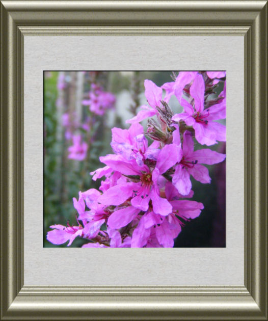 [purple+flowers+in+silver+frame.jpg]