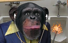 [chimp.jpg]
