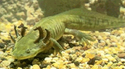 [axolotl.gif]