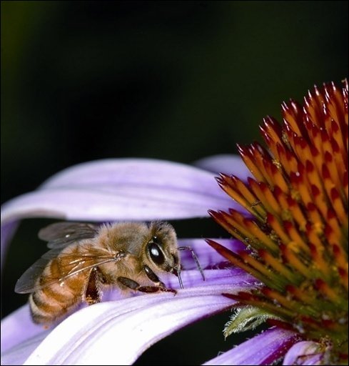 [abeille.jpg]