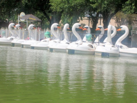 [swan+boats.jpg]