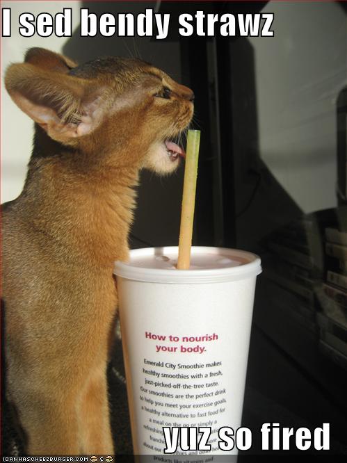 [funny-pictures-wrong-straw-for-baby-wildcat.jpg]