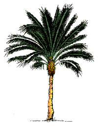 [palmtree.gif]