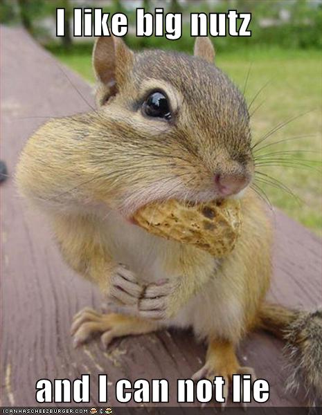 [funny-pictures-squirrel-big-nuts.jpg]