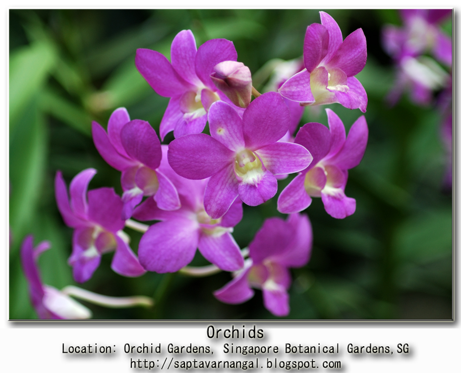 [Orchid_Pink_Footer.jpg]