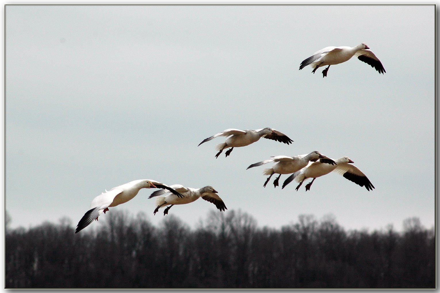 [Six_Geese_flying.jpg]