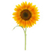 [sunflower.gif]