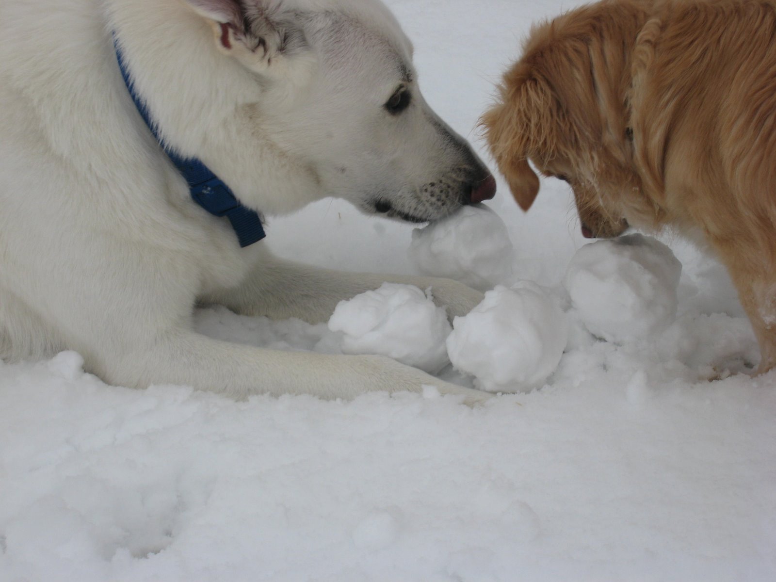 [snowballdog.jpg]