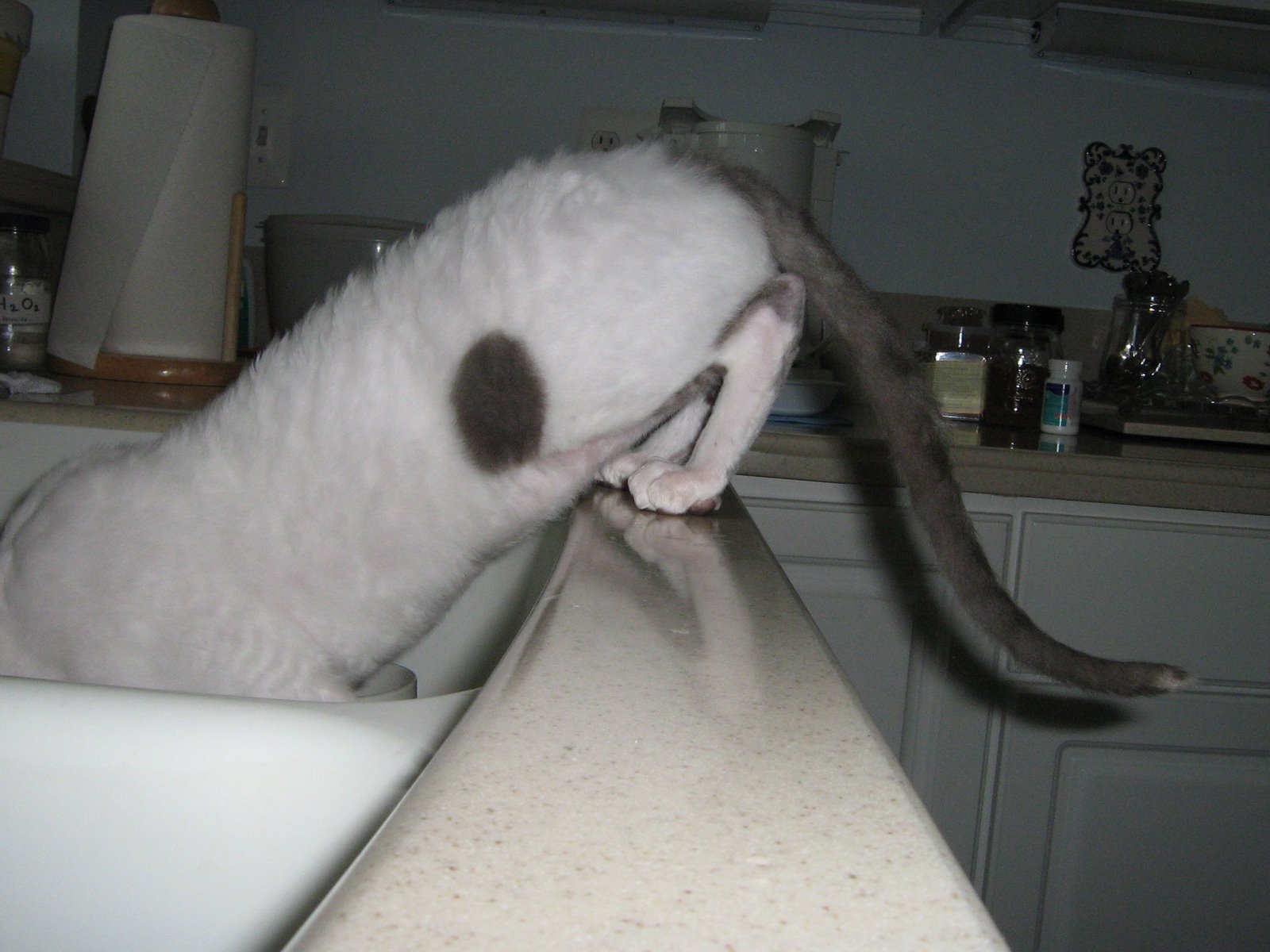 [Pierro+licking+the+sink.JPG]