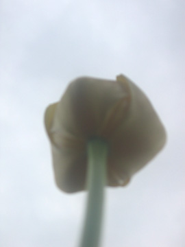 [from-perspective-of-a-tulip.jpg]