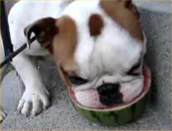 [bulldog-loves-his-watermelon.jpg]