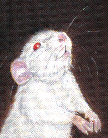 [rat-close-up.gif]