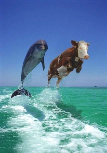 [dolphin+and+cow.jpg]