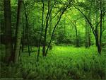 [bosque+verde.jpg]