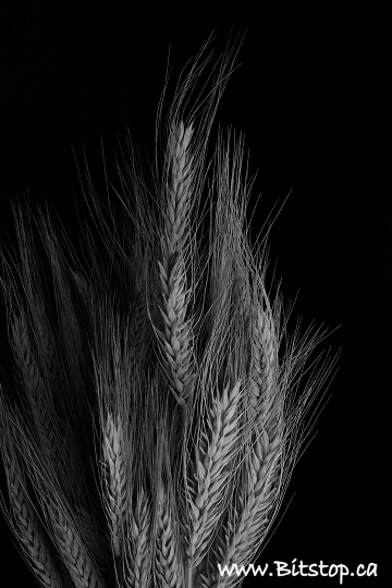 [wheat1-nov04.jpg]