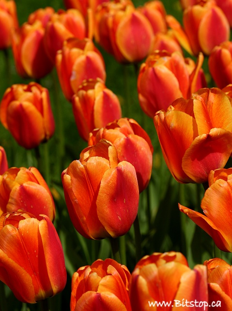 [tulips-june07.jpg]