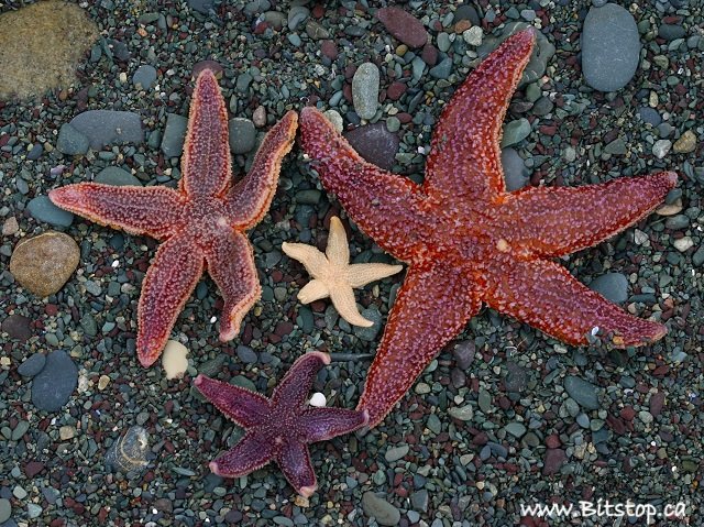 [starfish1-july23.jpg]