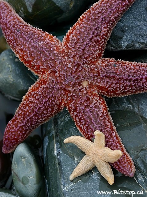 [starfish-july23.jpg]