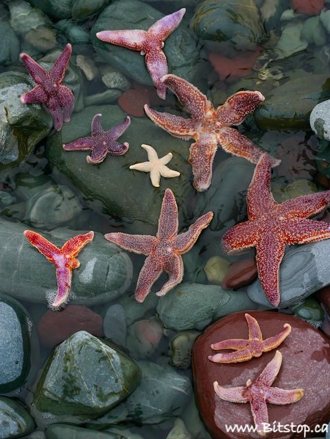 [starfish2-july23.jpg]