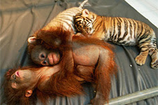 Sumatran tiger cubs and orangutan babies at Taman Safari Indonesia Animal Hospital