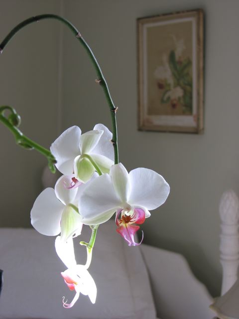[orchid+4.jpg]