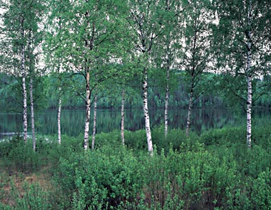 [Finland+birches.jpg]