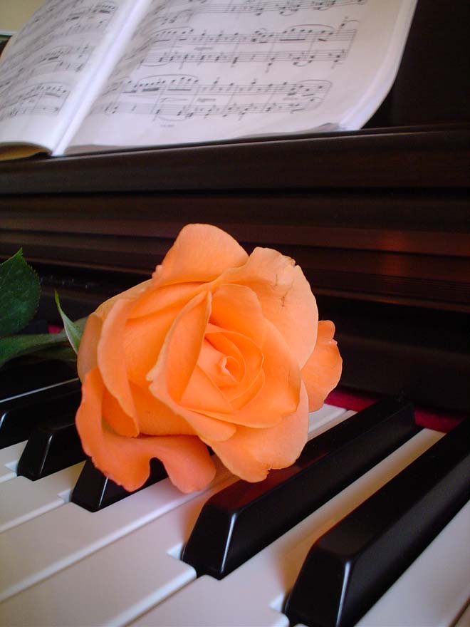 [Rosa sul pianoforte.jpg]