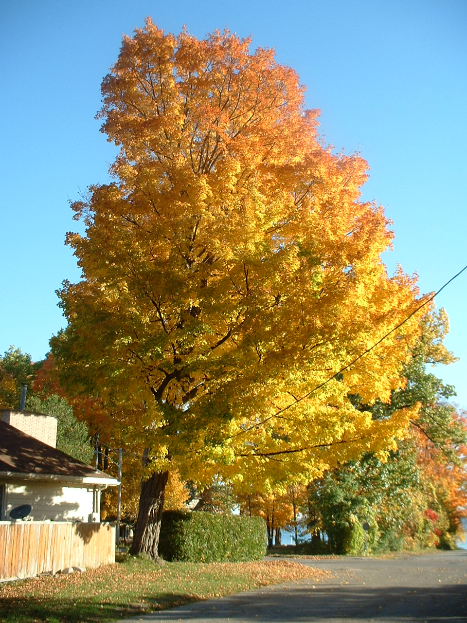 [autumntree1.JPG]