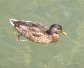 [duck.jpg]