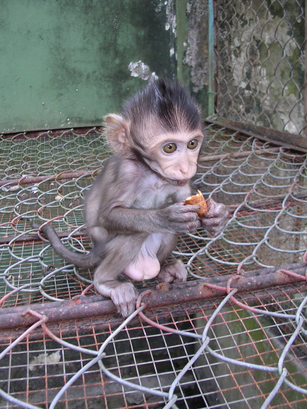 [Baby_monkey_eating_the_end_of_a_Cornetto.jpg]