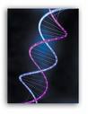 [DNA+double+helix.jpg]
