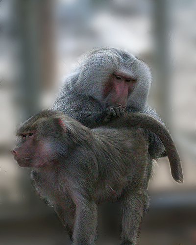 [primates.jpg]
