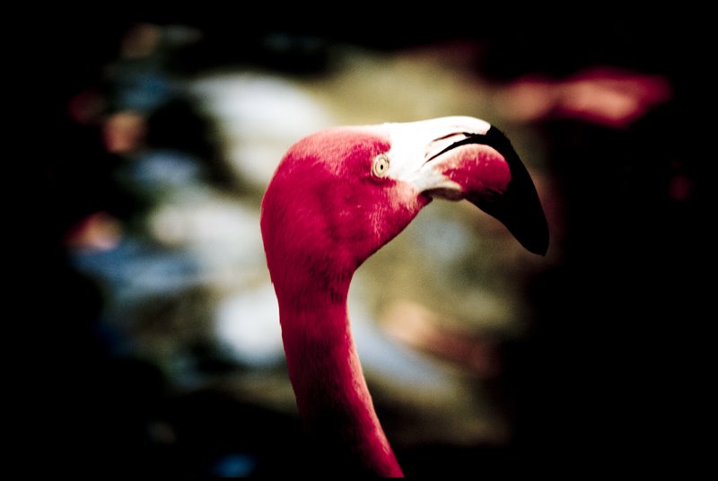 [flamingo04.jpg]