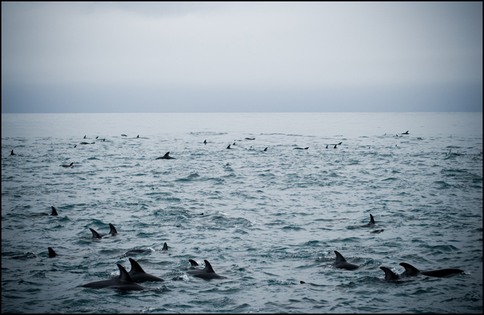 [dolphins.jpg]
