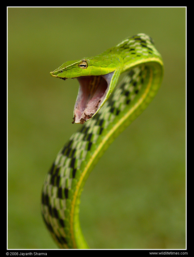 [snake.jpg]