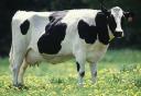 [grazing-cow-1b.thumbnail.jpg]