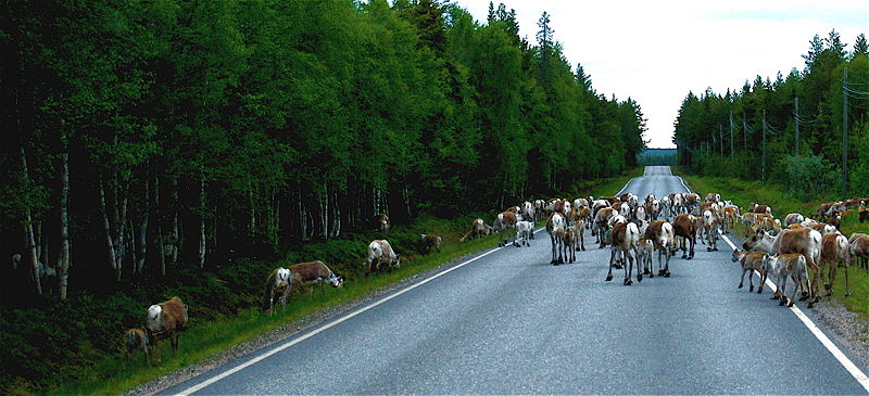 [800px-Reindeer_road_block_Kuusamo.jpg]